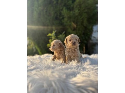 F2 maltipoo bebeklerimiz