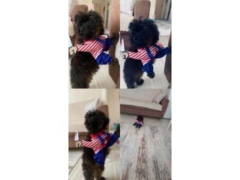 Maltipoo evcil oyuncu köpeğimiz