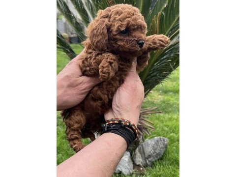 Toy poodle yavrularımız