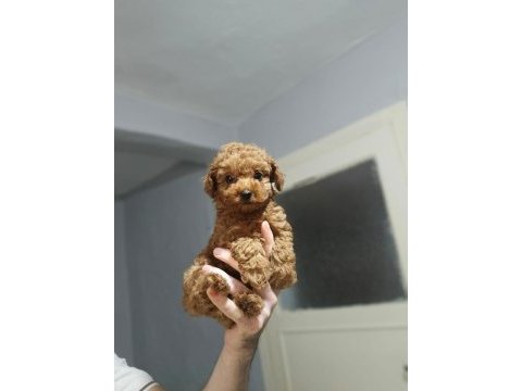 Olağanüstü güzellikte poodle köpekler