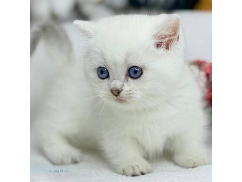 British shorthair beyaz yavru kedimiz safkan
