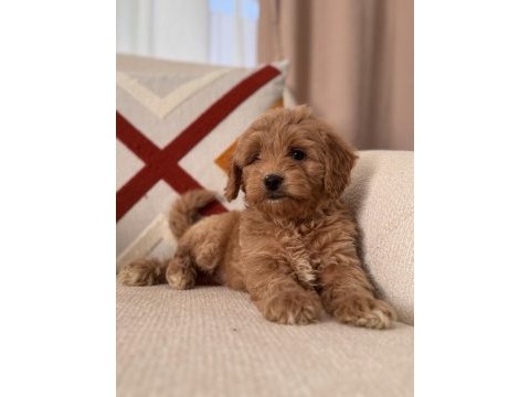 Bal surat maltipoo