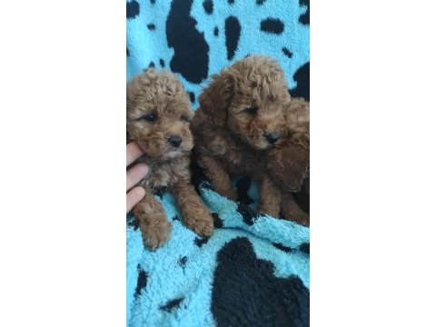 Toy poodle kalitesinde maltipoo yavruları 