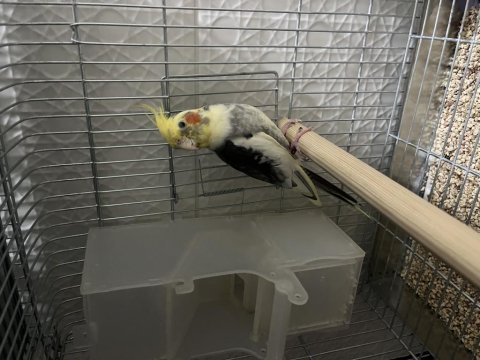 1.5 yaşında bilezikli pied erkek sultan papağanı