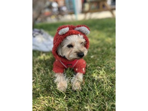 Köpeğimize kalıcı yuva arıyoruz