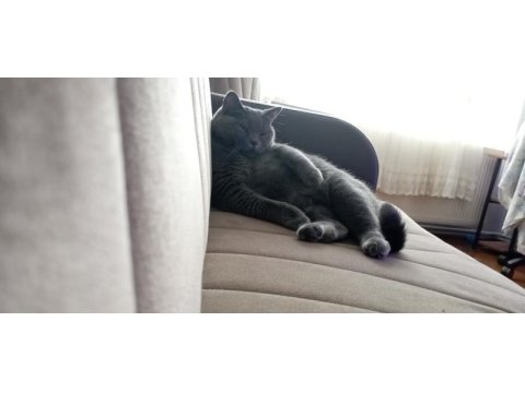 1.5 yaşında dişi kısır british shorthair