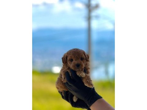 Maltipoo dişi erkek bebekler