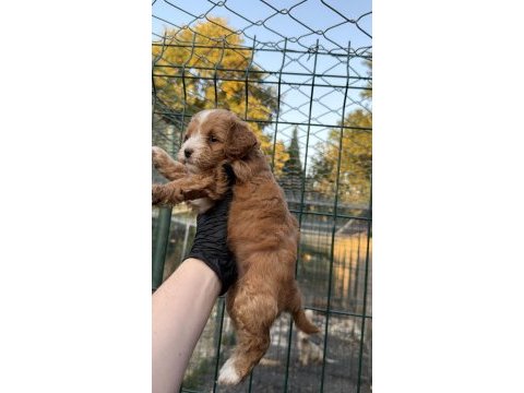 Maltipo yavrumuz yeni yuvasını arıyor