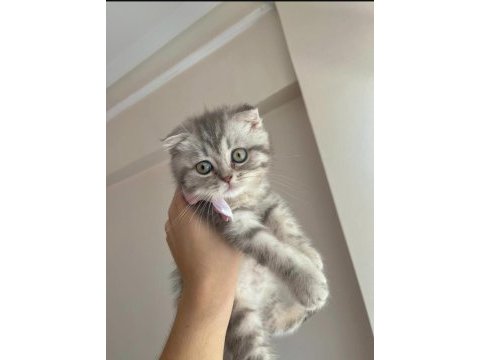 British shorthair 5 aylık kedimiz