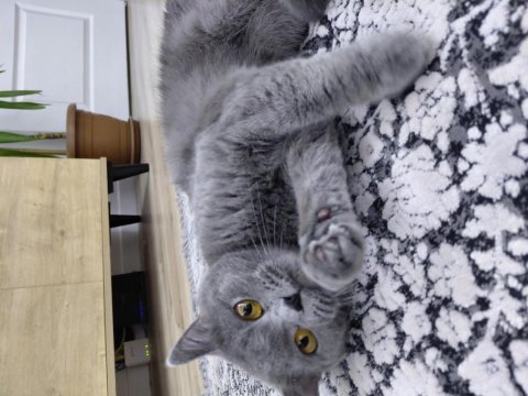 British shorthair acil sahiplenilmesi gerekiyor