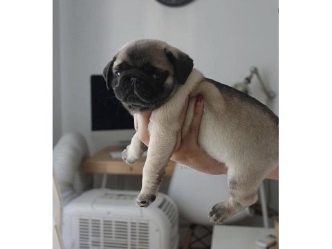 Mükemmel kalite pug yavrular