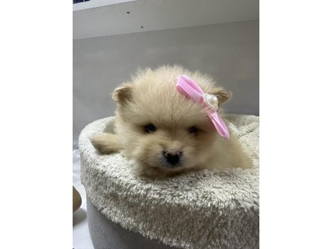 Dünyalar tatlısı japon pomeranian yavrularımız