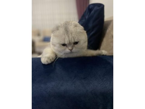 Scottish fold kedimiz acil yuvasını arıyor