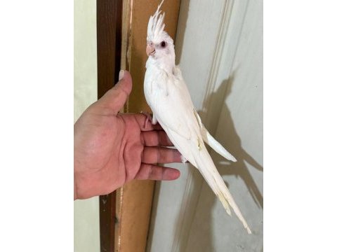 45 günlük kusursuz albino bebek sultanlar