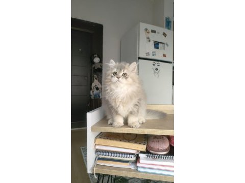 British longhair kedilerim