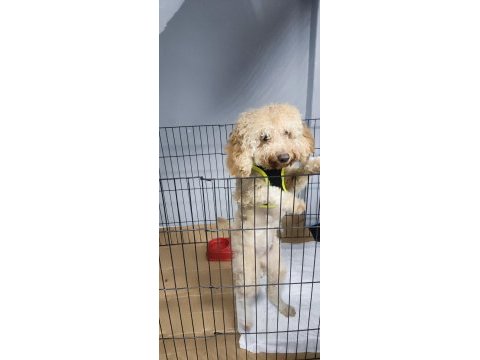 Yavru eğitimleri tam toy poodle