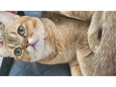 Erkek british shorthair ny11 kedimiz eşlerini arıyor