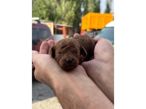 Rezerveye acik toy poodle yavrular