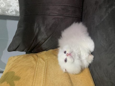Scottish fold mavi gözlü kar beyaz yavrular