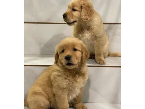 Golden retriever yavruları
