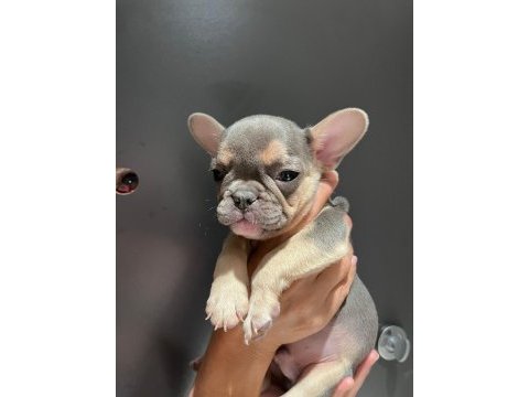 Black and tan platinum french bulldog yavrular