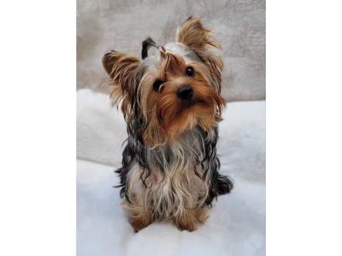 Yorki yavrular