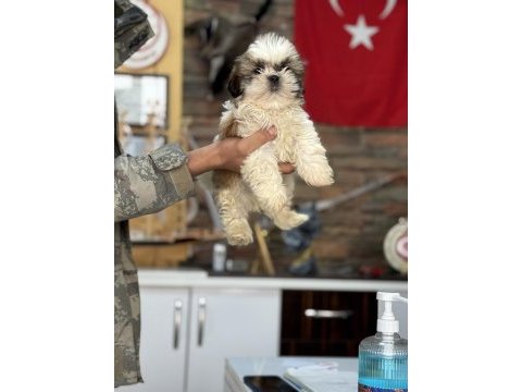 Shih tzu core bebekler