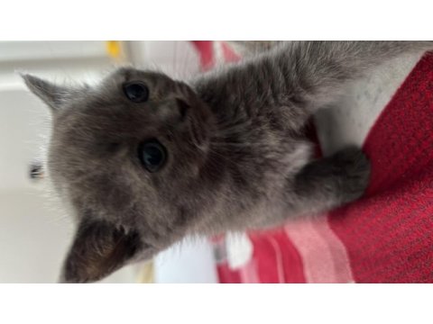 Özel ırk scottish fold