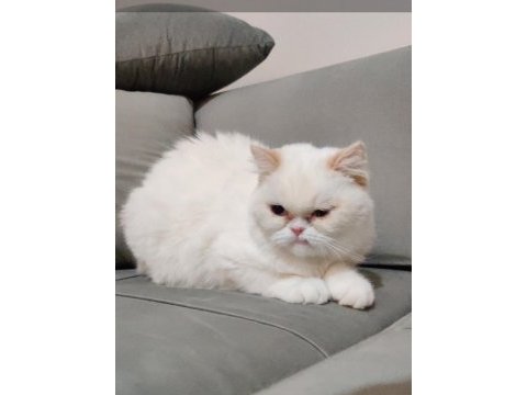 Exotic shorthair sahiplendirme