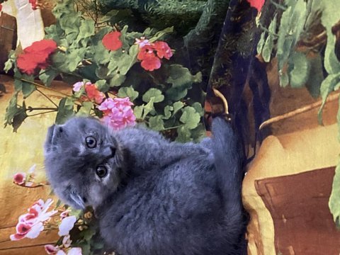 A kalite british shorthair ve scottish fold bebekler