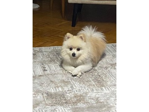 Pomeranian tilki surat köpeğimiz