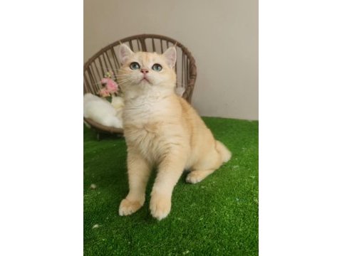 British shorthair yakışıklı yavru karşınızda