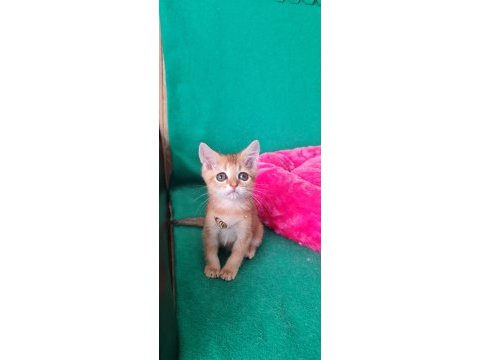 British shorthair kedisi