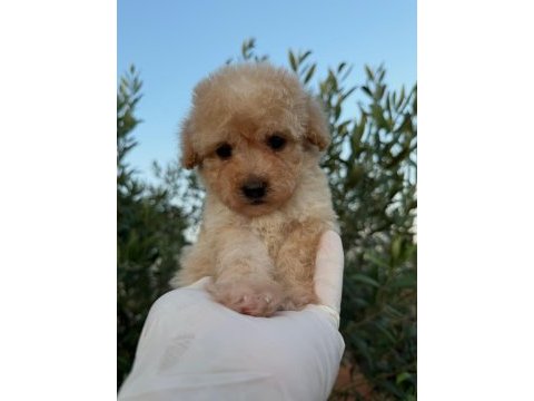 Toy poodle bebekleri