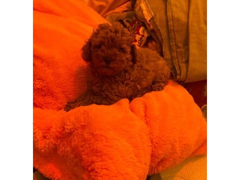 Toy poodle yakışıklı güzel bebeklerimiz