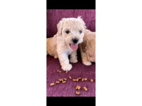 Terrier yavrularımız