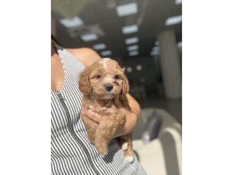 Yakışıklı maltipoo miniş