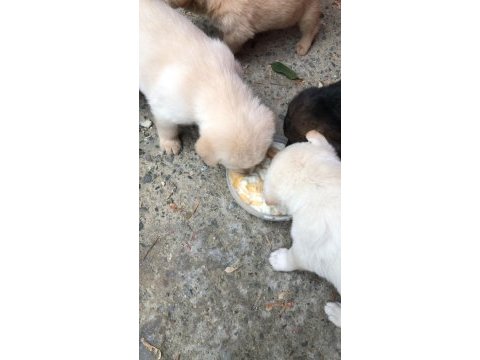 Golden retriever yavrusu sahiplendirmek istiyorum