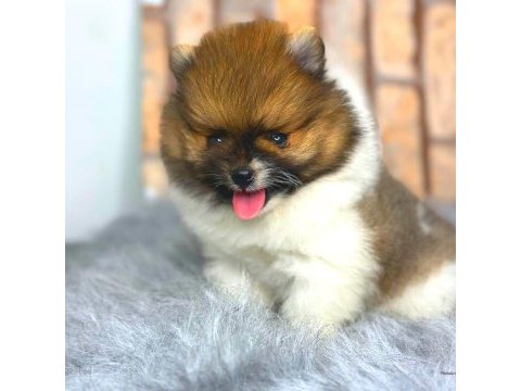 Ayıcık suratlı pomeranian boo