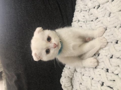 Yavru saf kan scottish fold bebekler acil yuva arıyor
