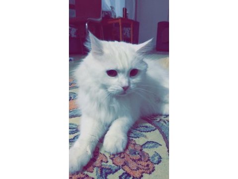 Ankara kedisi dişi