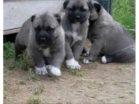Sivastan safkan kangal yavruları