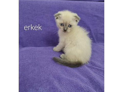 2 aylık bu sevimli scottish fold