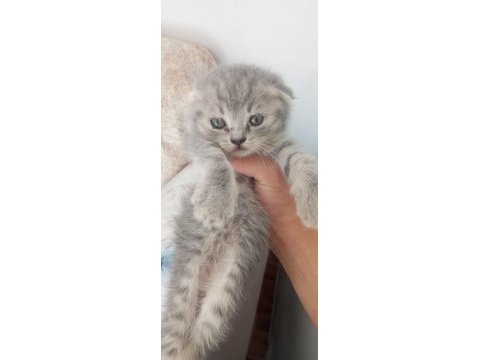 Yavru yeni mama yemeye başladı kedilerim