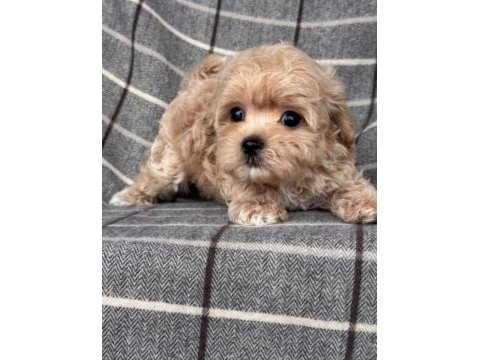 Mini maltipoo kore anne babadan yavrular 
