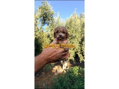 Orijinal toy poodle