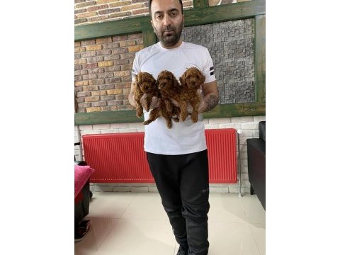 Wc eğitimli toy poodle yavrular ret brown safkan ankara