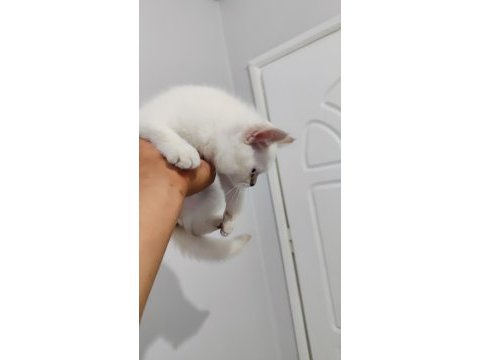 2 aylık sevimli british shorthair yavrumuz