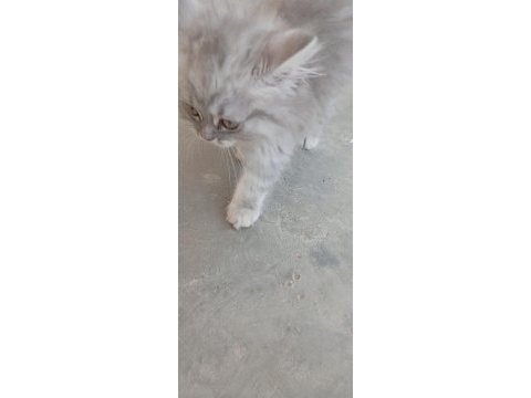 Kedi 2 aylık british shorthair mama yiyor