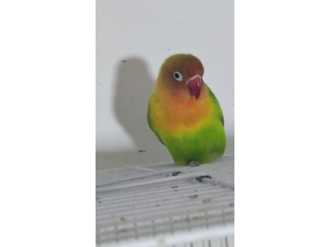 Erkek cennet papağanı